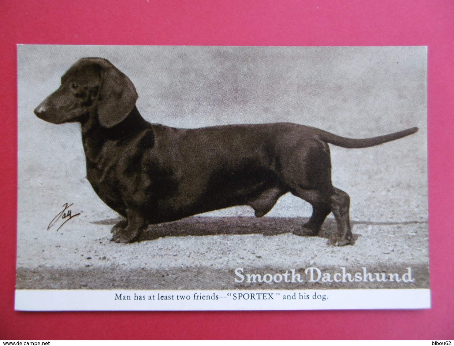 CARTE FANTAISIE  - Thème Du Chien - TECKEL   - Smooth Dachshund - Hunde