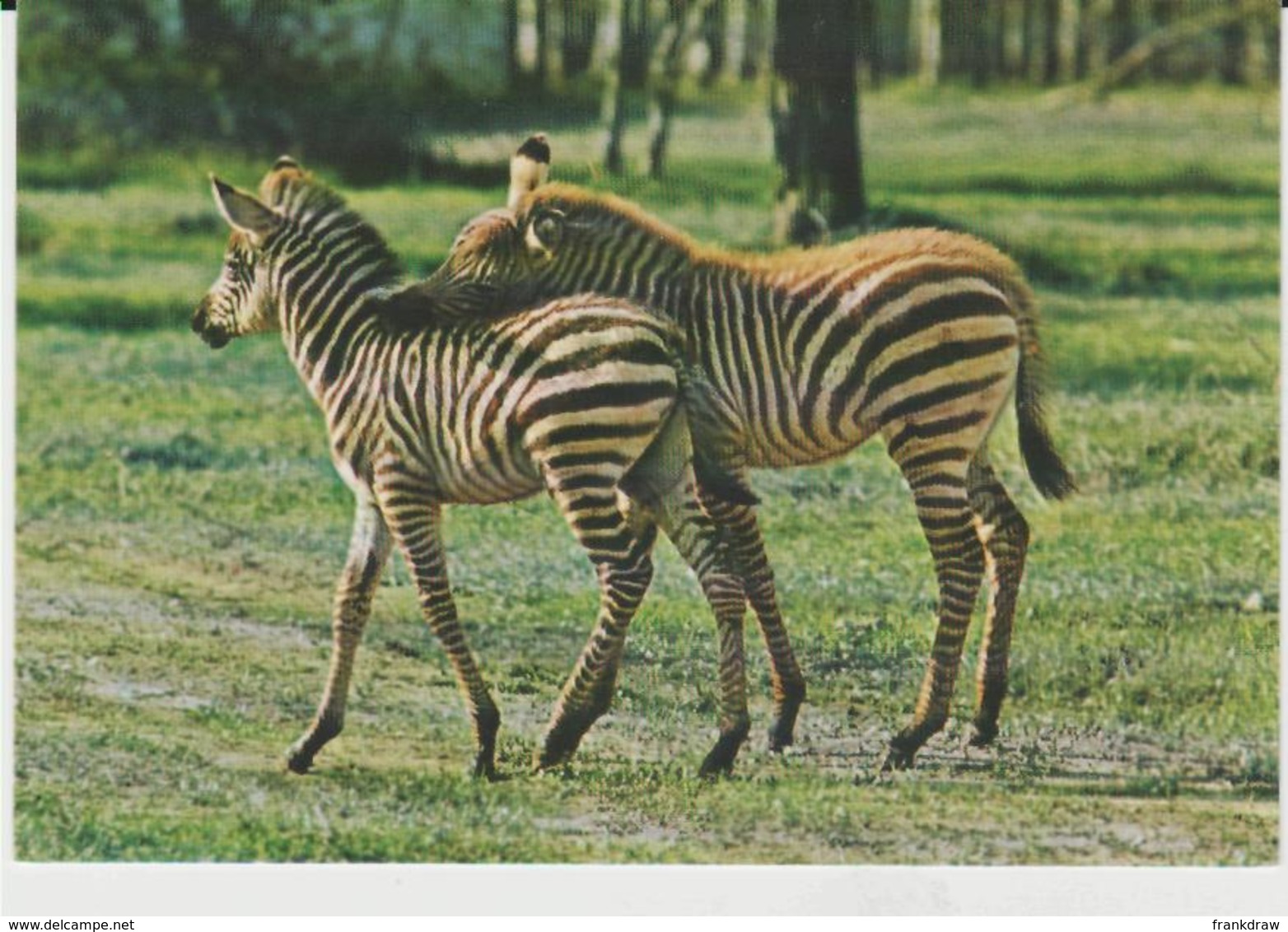 Postcard - Zebras - An African Animal -  Unused  Very Good - Ohne Zuordnung