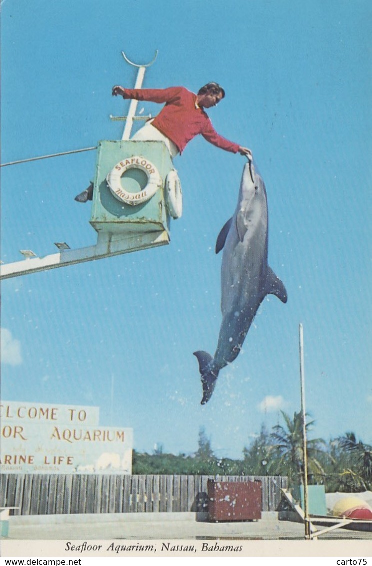 Animaux - Dauphin - Parc Aquatique Seafloor Aquarium Nassau Bahamas - 1971 - Dauphins