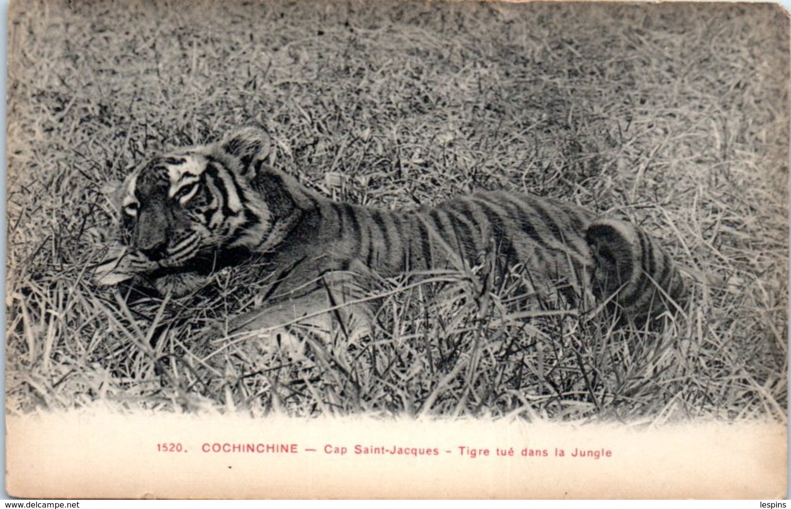 ASIE - VIÊT NAM -- Cap St Jacque - Cochinchine - Tigre Tué Dans La Jungle - Vietnam