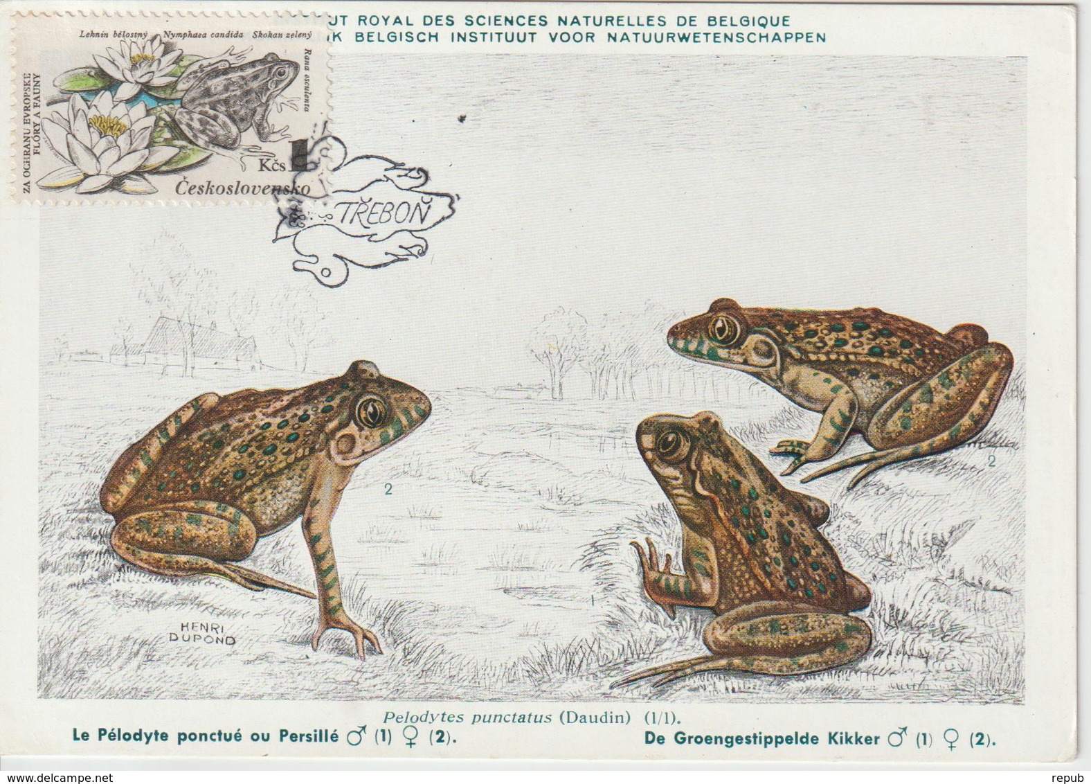 Tchécoslovaquie Carte Maximum Animaux 1983 Grenouille 2531 - Lettres & Documents