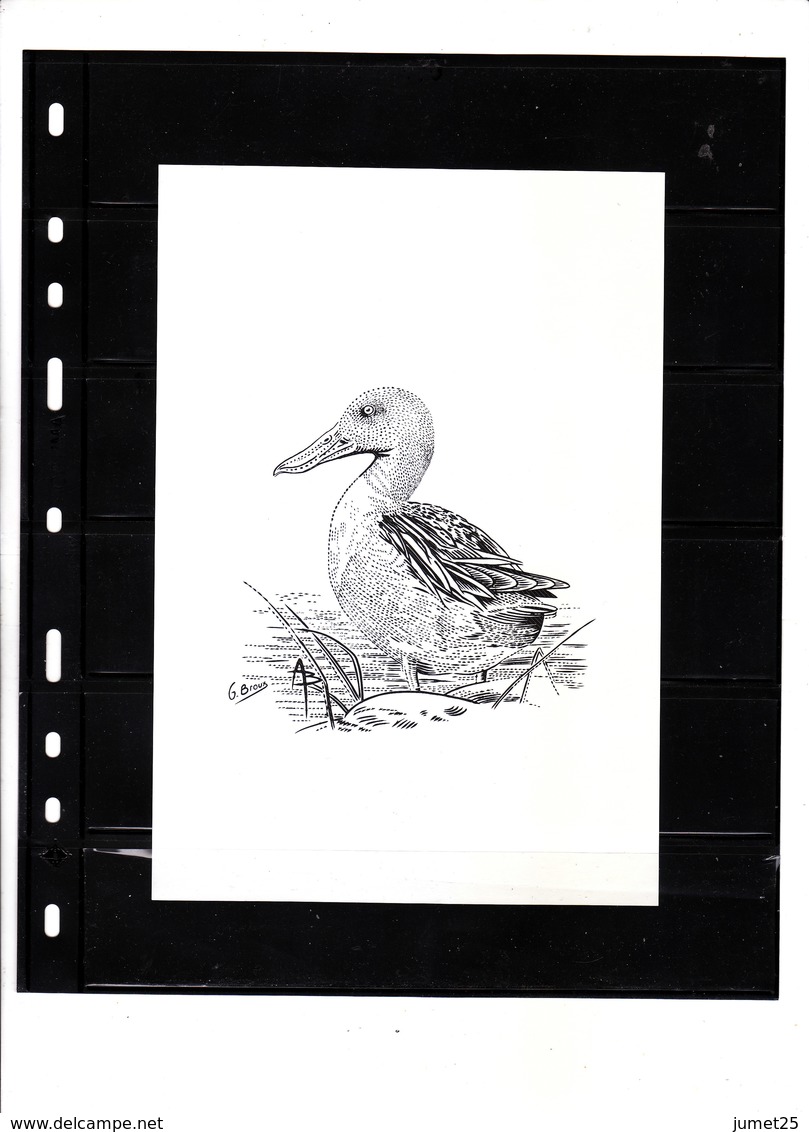 (Cl. B;) - Canard Souchet D' André Buzin - 1985-.. Oiseaux (Buzin)