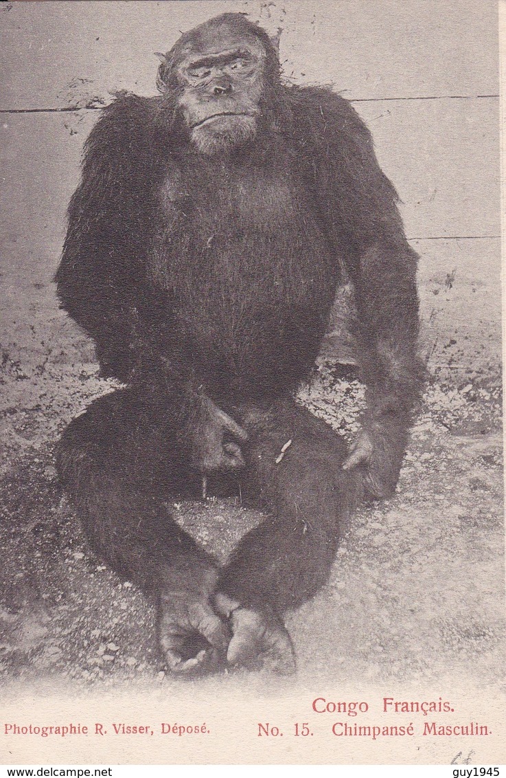 CONGO FRANCAIS N° 15  Chimpansé Masculin  ( Plan Animé ) - Congo Français