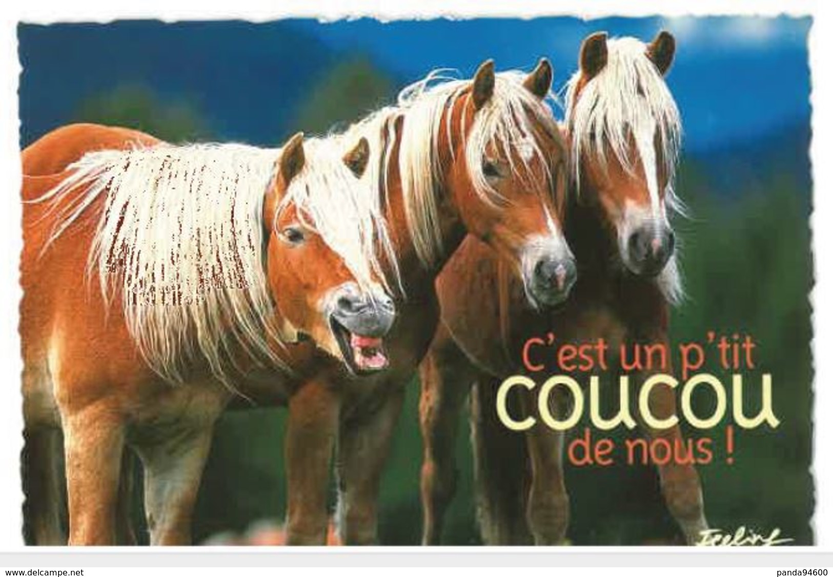 CP Chevaux C'est Un P'tit Coucou De Nous - Humor