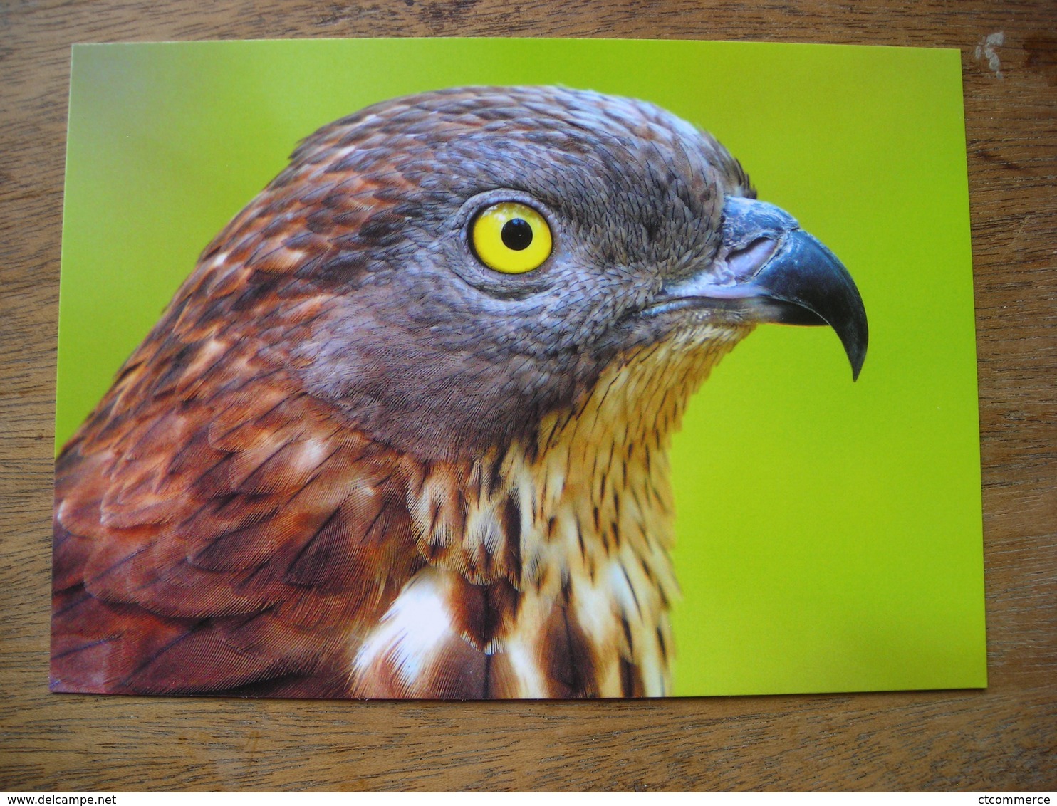 European Honey Buzzard Bondrée Apivore - Vögel