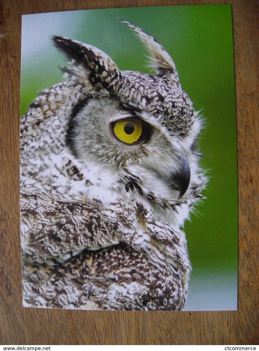 Hibou Northern Great Horned-owl - Uccelli