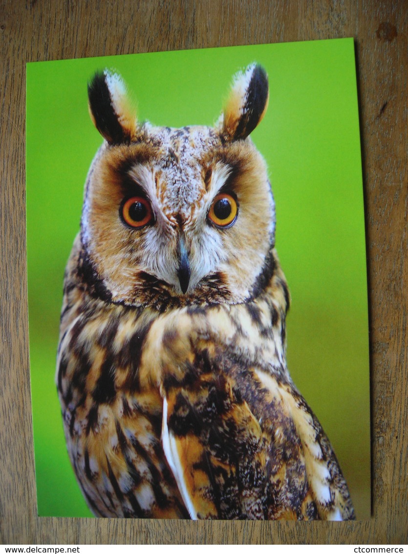 Long-eared Owl Hibou Moyen-duc - Uccelli