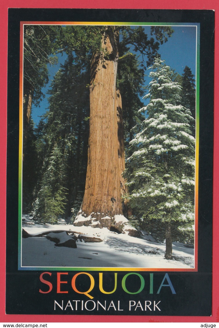 The GIANT FOREST - SEQUOIA NATIONAL PARK - Photo David Compolongo ** 2 SCANS - Autres & Non Classés