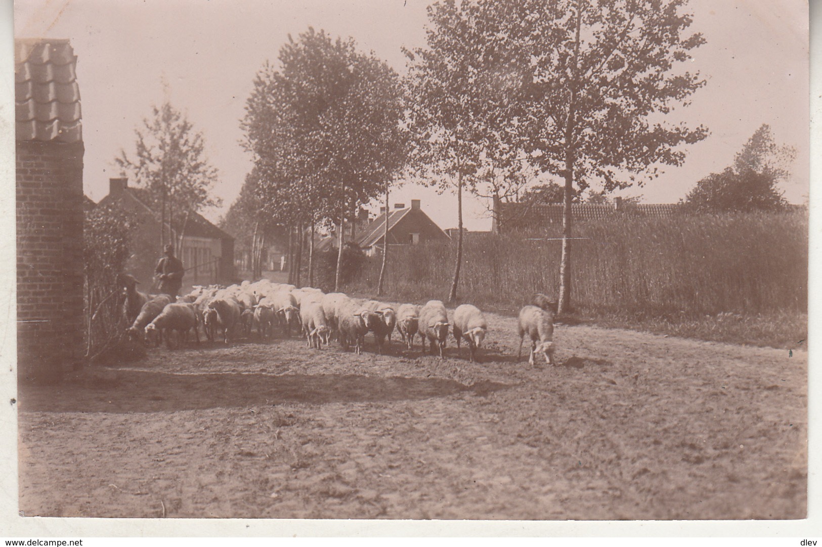 Overmeire - Schapen - Foto Formaat 7.5 X 11 Cm - Luoghi