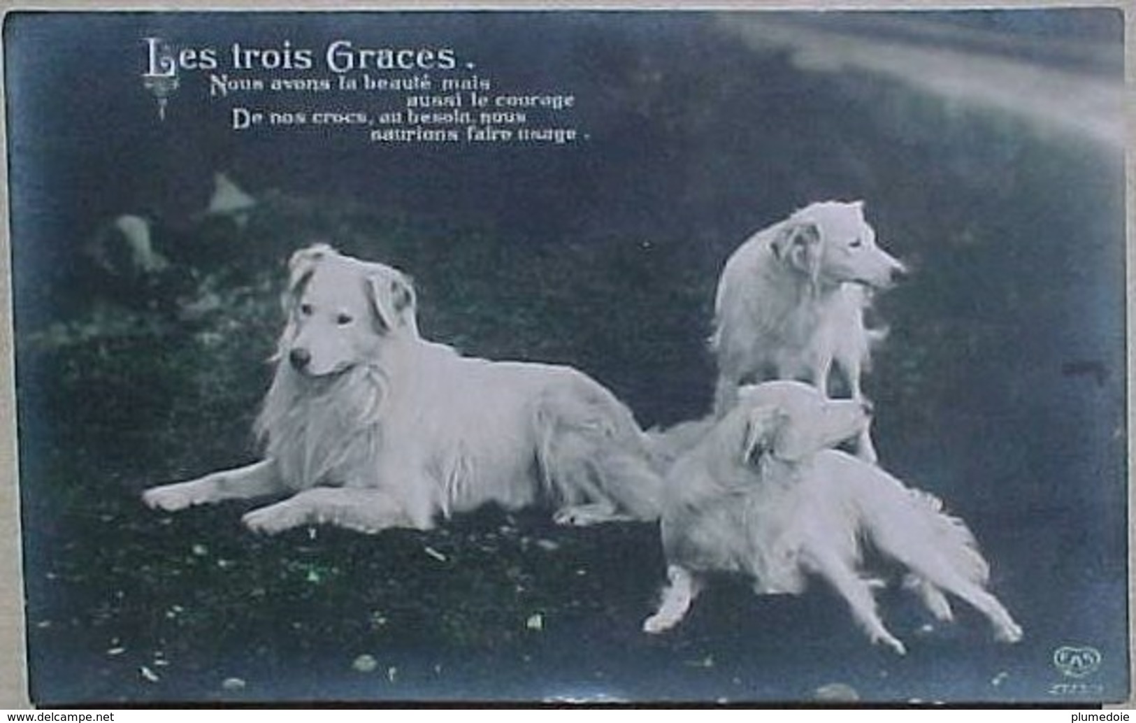 Cpa Chien  LES TROIS GRACES  Beaux Chiens Des Pyrenées , 1911  FRANCE PYRENEAN 3 DOGS EAS PHOTO PC - Chiens