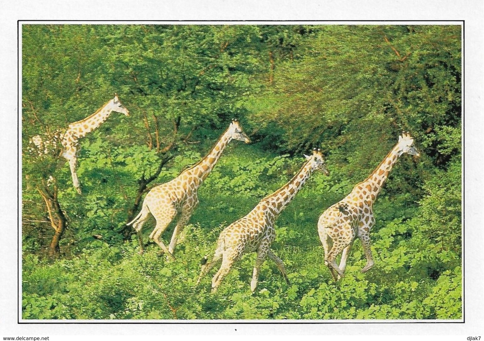Cameroun Girafes Dans La Réserve De Wasa (2 Scans) - Girafes