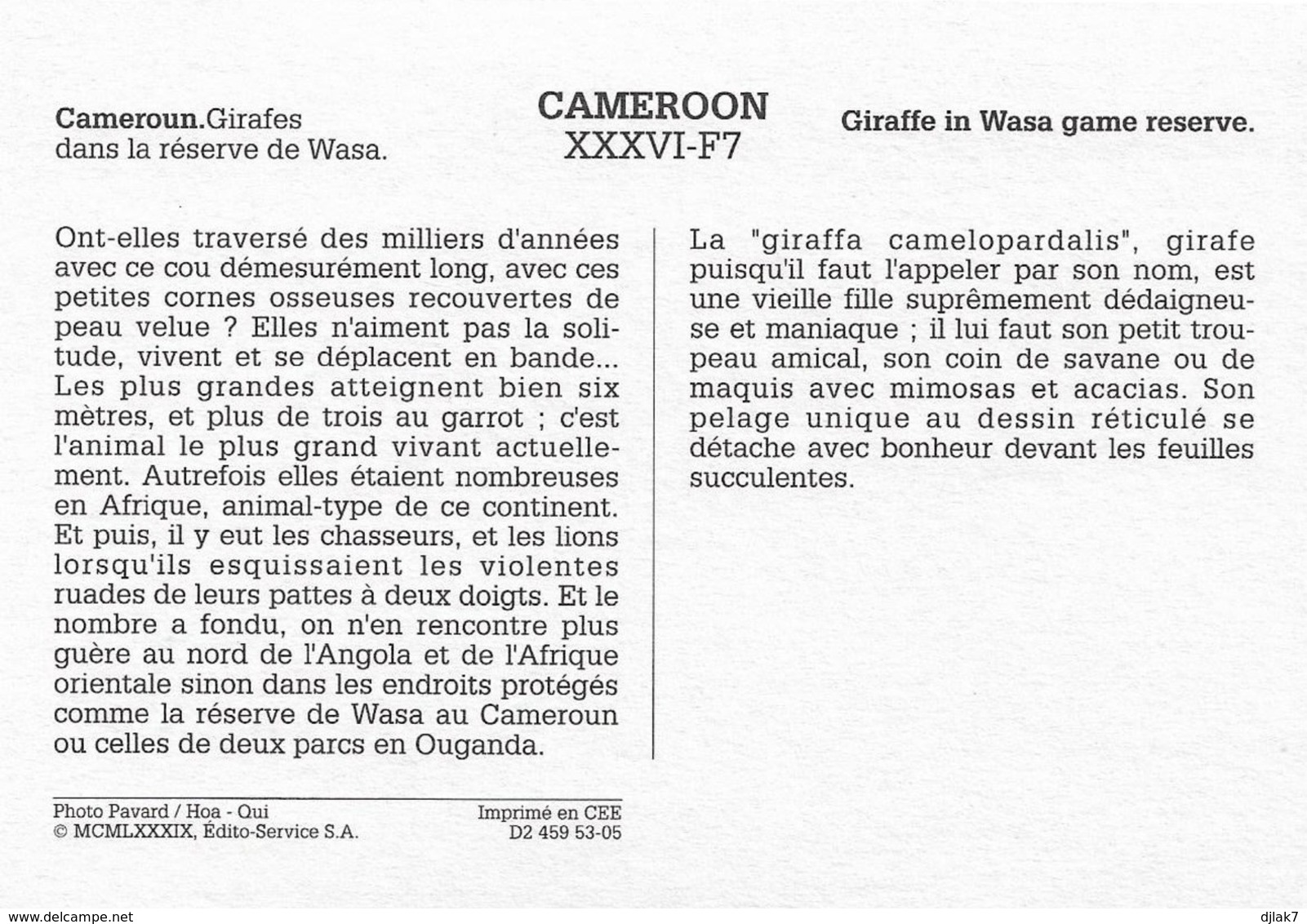 Cameroun Girafes Dans La Réserve De Wasa (2 Scans) - Girafes