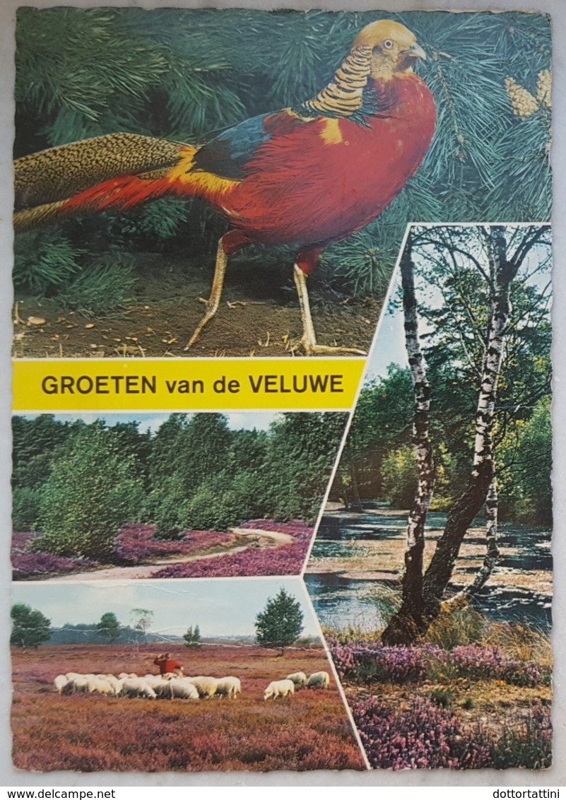 Groeten Van De Veluwe - Netherlands - Parrot Pappagallo VG - Altri & Non Classificati