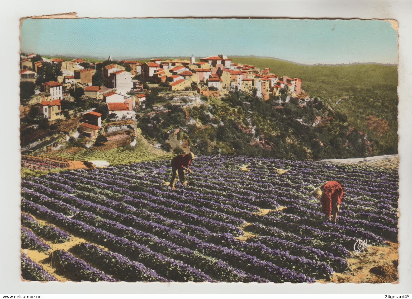 CPSM TOURRETTES SUR LOUP (Alpes Maritimes) - Champ De Violettes Et Vue Générale - Autres & Non Classés