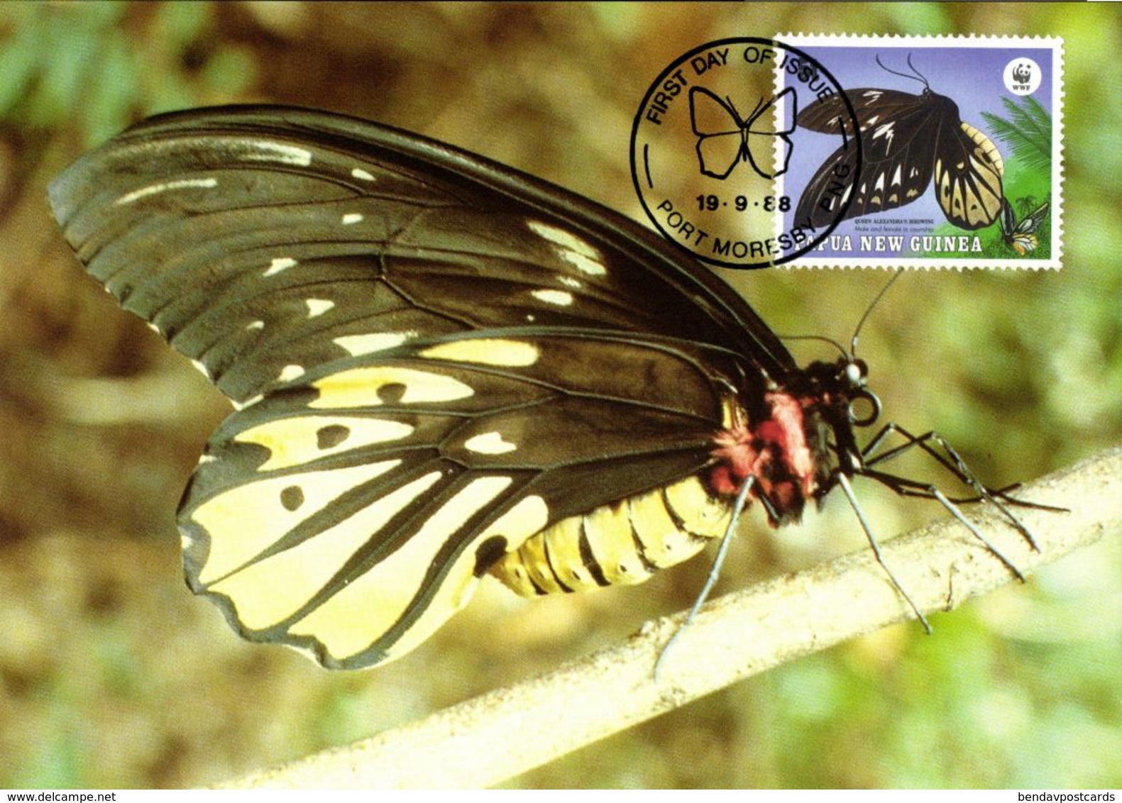 Papua New Guinea, Queen Alexandra's Birdwing Butterfly Postcard (1988) - Papua New Guinea