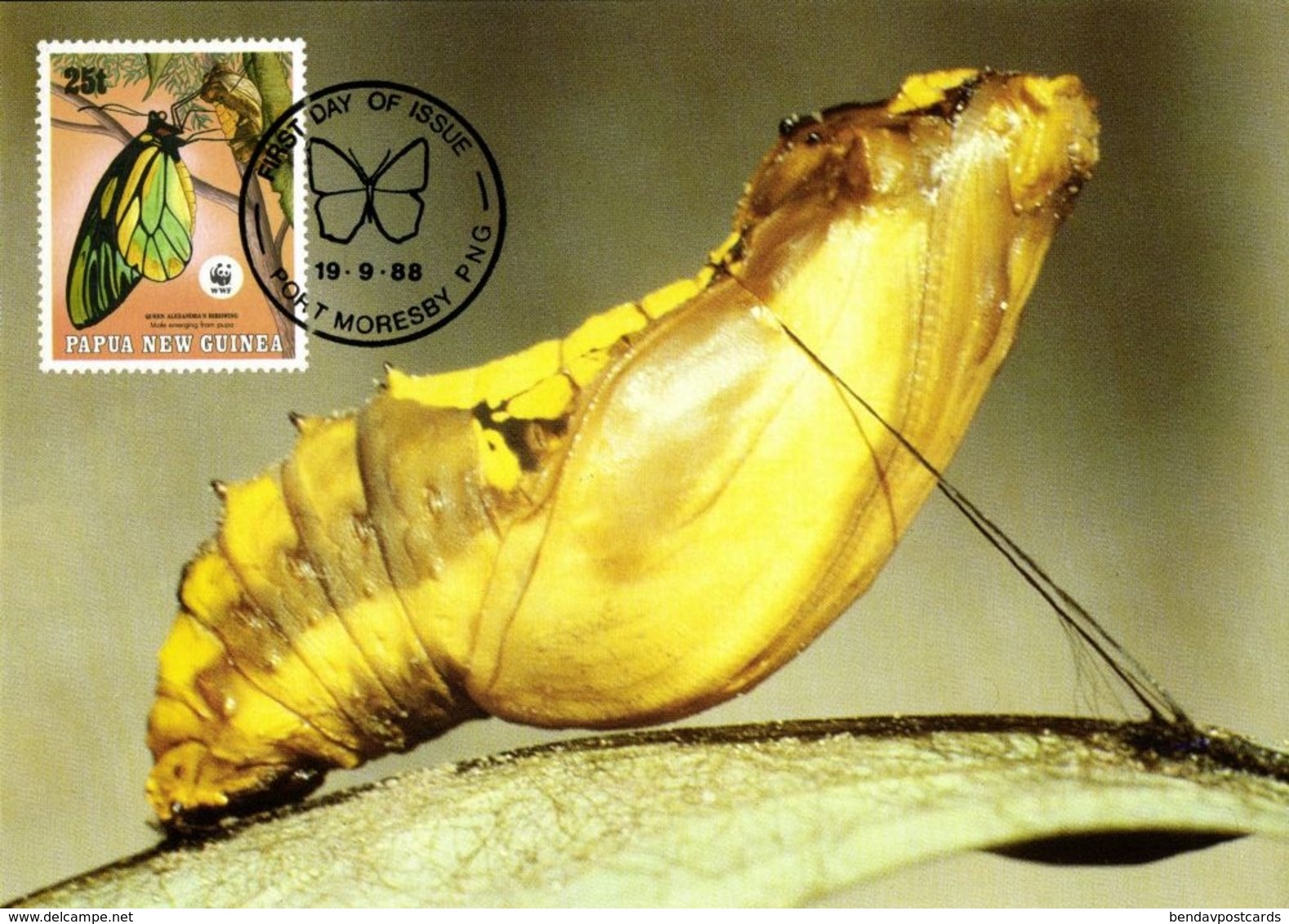 Papua New Guinea, PNG, Queen Alexandra's Birdwing Larva Butterfly Postcard 1988 - Papua New Guinea