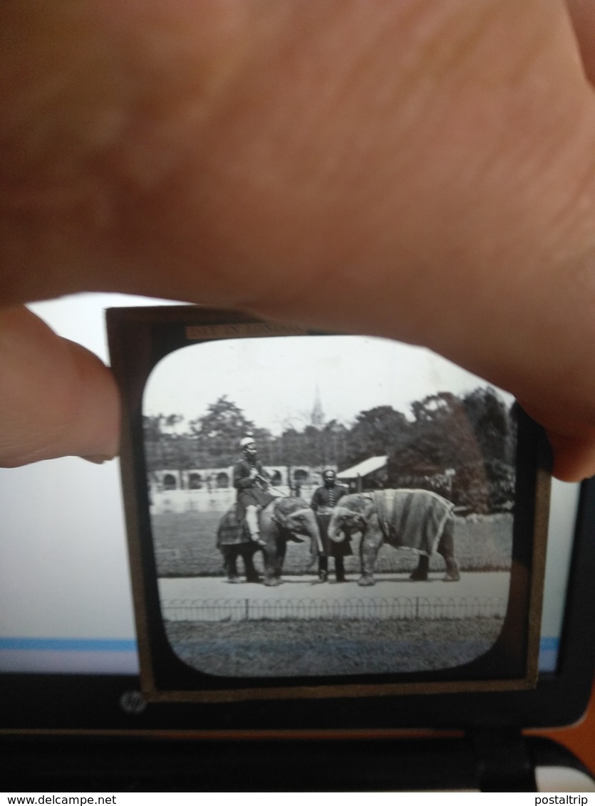 A DAY IN LONDON ELEPHANTS INDIA INDIAN PEOPLE Photo Plaque De Verre  GLASS SLIDE  CIRCA EARLY 1900S - Glasplaten