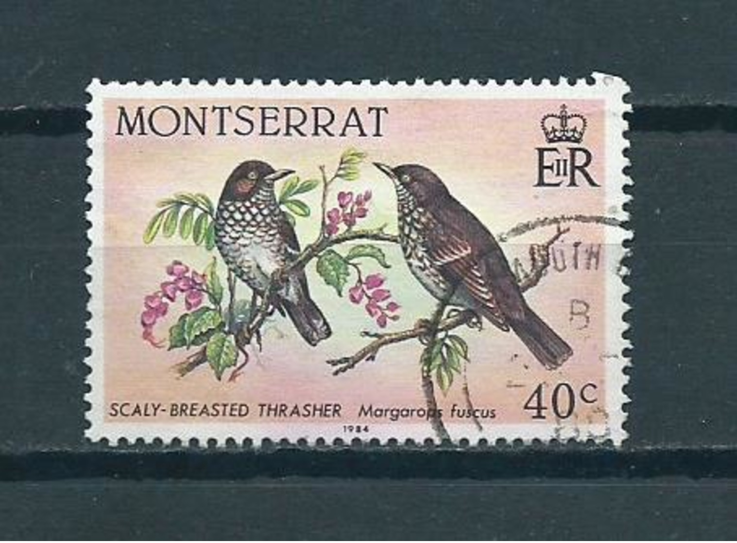 1984 Montserrat Birds,oiseaux,vogels Used/gebruikt/oblitere - Montserrat