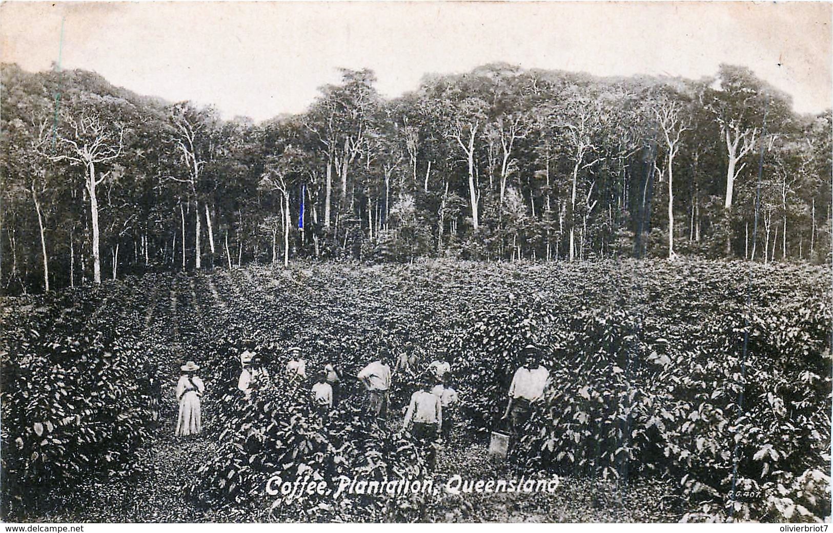 Australie - Queensland - Coffé Plantation - Autres & Non Classés