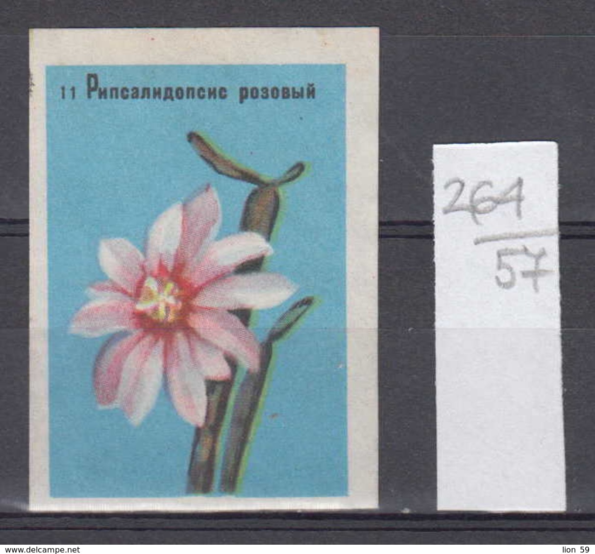 57K264 / # 11 -  Rhipsalidopsis Rosea  , Flowers Fleurs Blumen , Boite D'Allumette Matchbox Label , Soviet Union Russia - Boites D'allumettes - Etiquettes