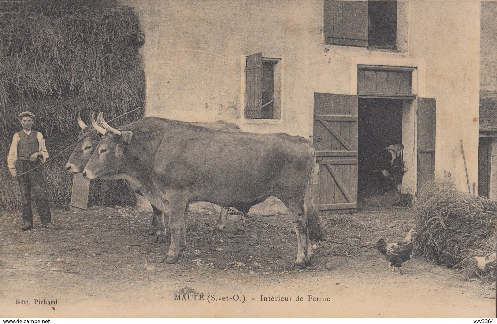 MAULE: Intérieur De Ferme - Attelage De Boeufs - Maule