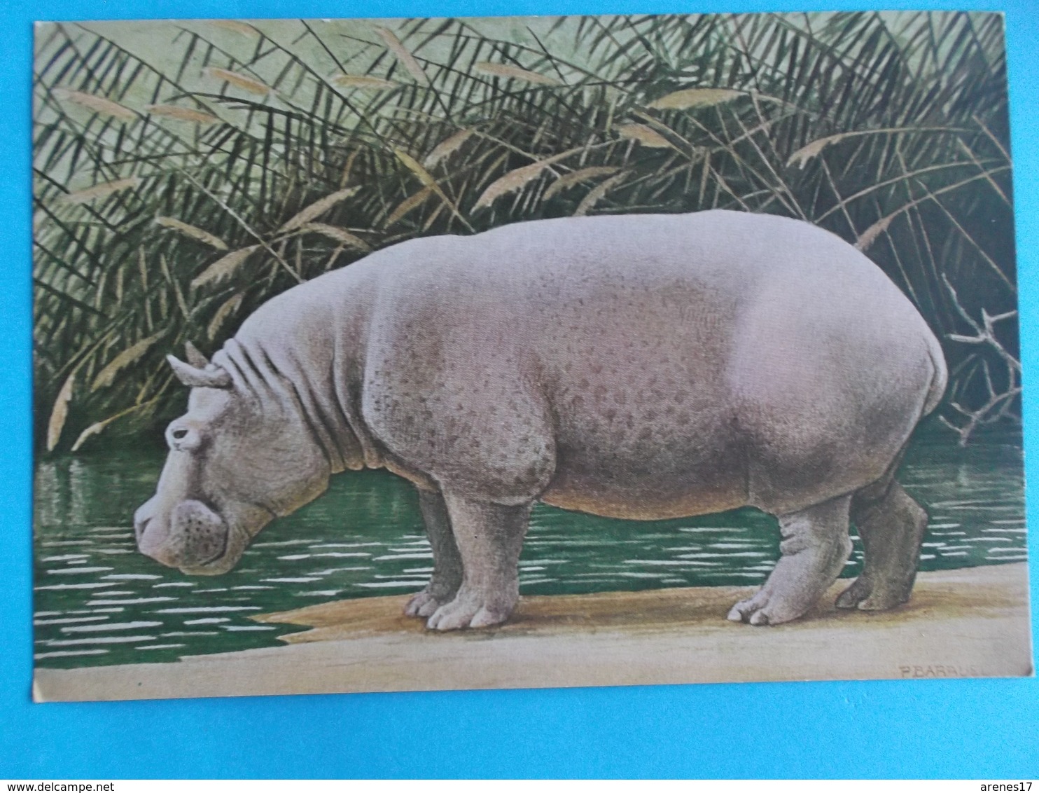 ANIMAUX : HIPPOPOTAME : ONGULES Venant D'AFRIQUE  TROPICALE   C.P.M.,carte En Bon état - Flusspferde