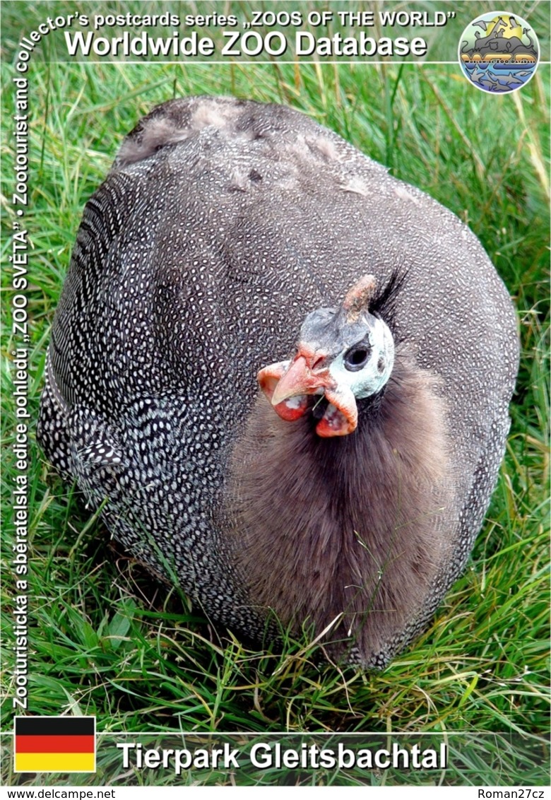 639 Tierpark Gleitsbachtal, DE - Domestic Guinea Fowl (Numida Meleagris F. Domestica) - Neustadt Waldnaab