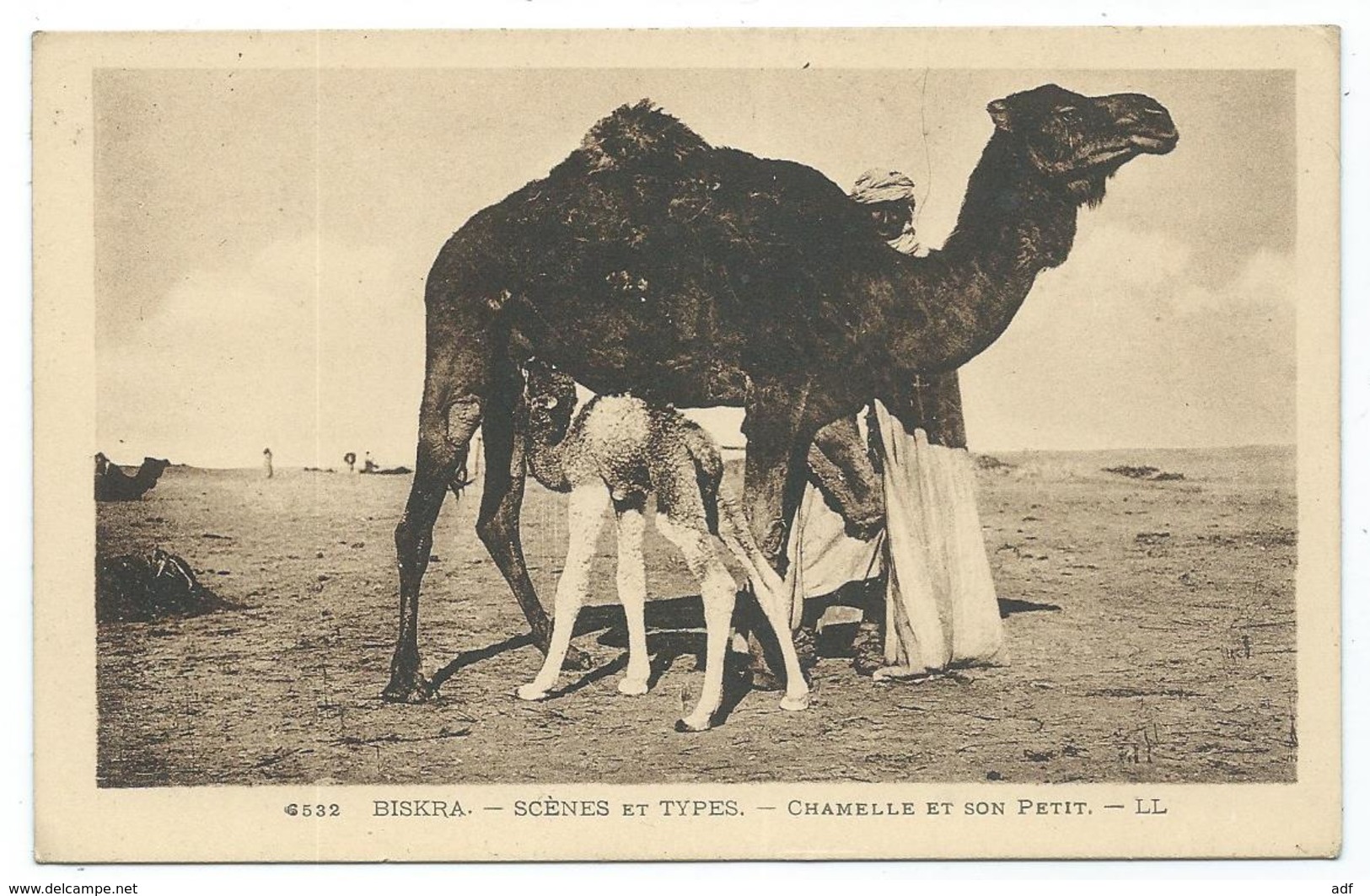 CPSM BISKRA, CHAMELLE ET SON PETIT, SCENES ET TYPES, ALGERIE - Biskra