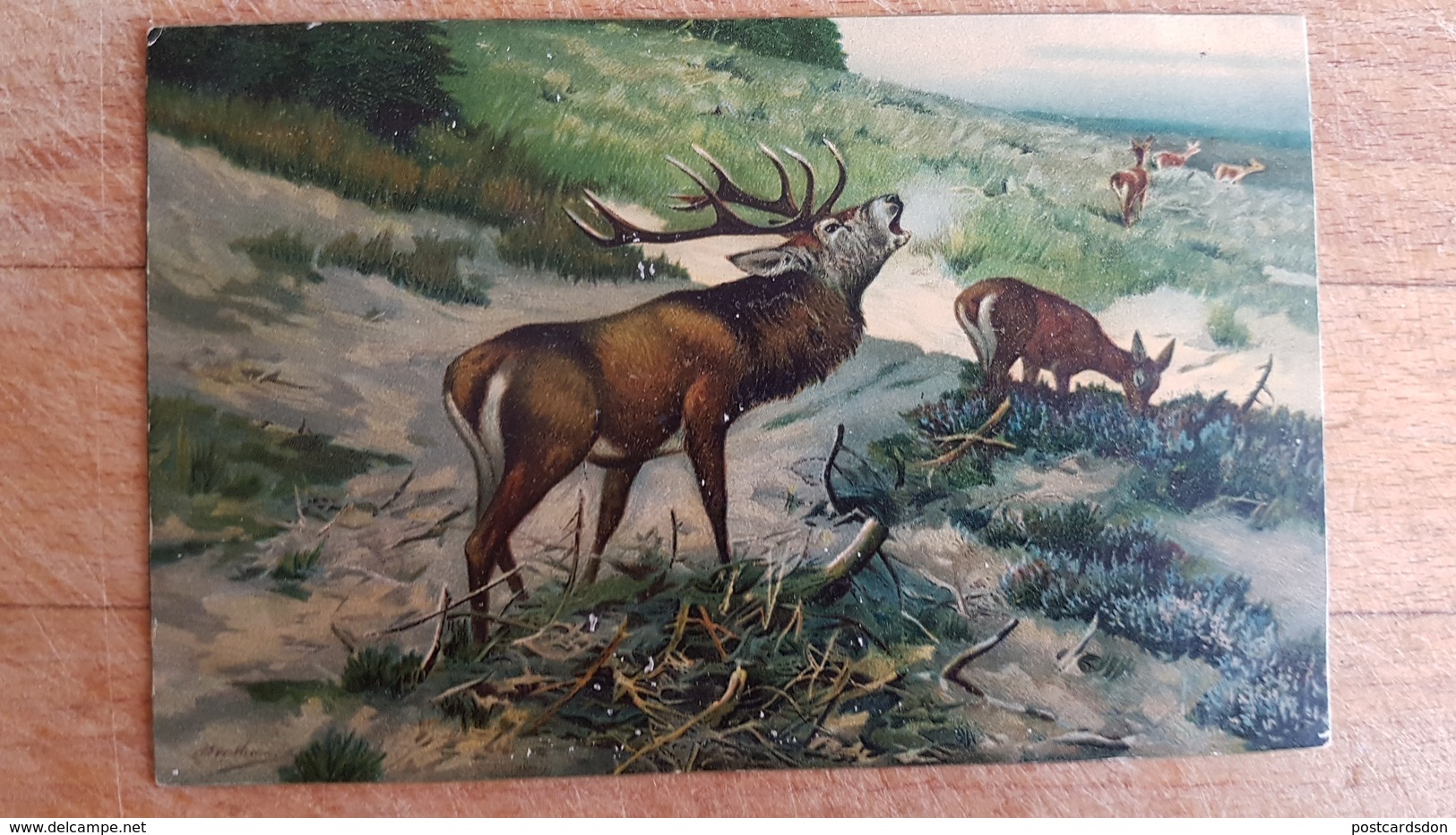 DEER By MULLER Vintage Color PC  - Hunting / Chasse - Male Deer  - Old Vintage Postcard - Mueller, August - Munich