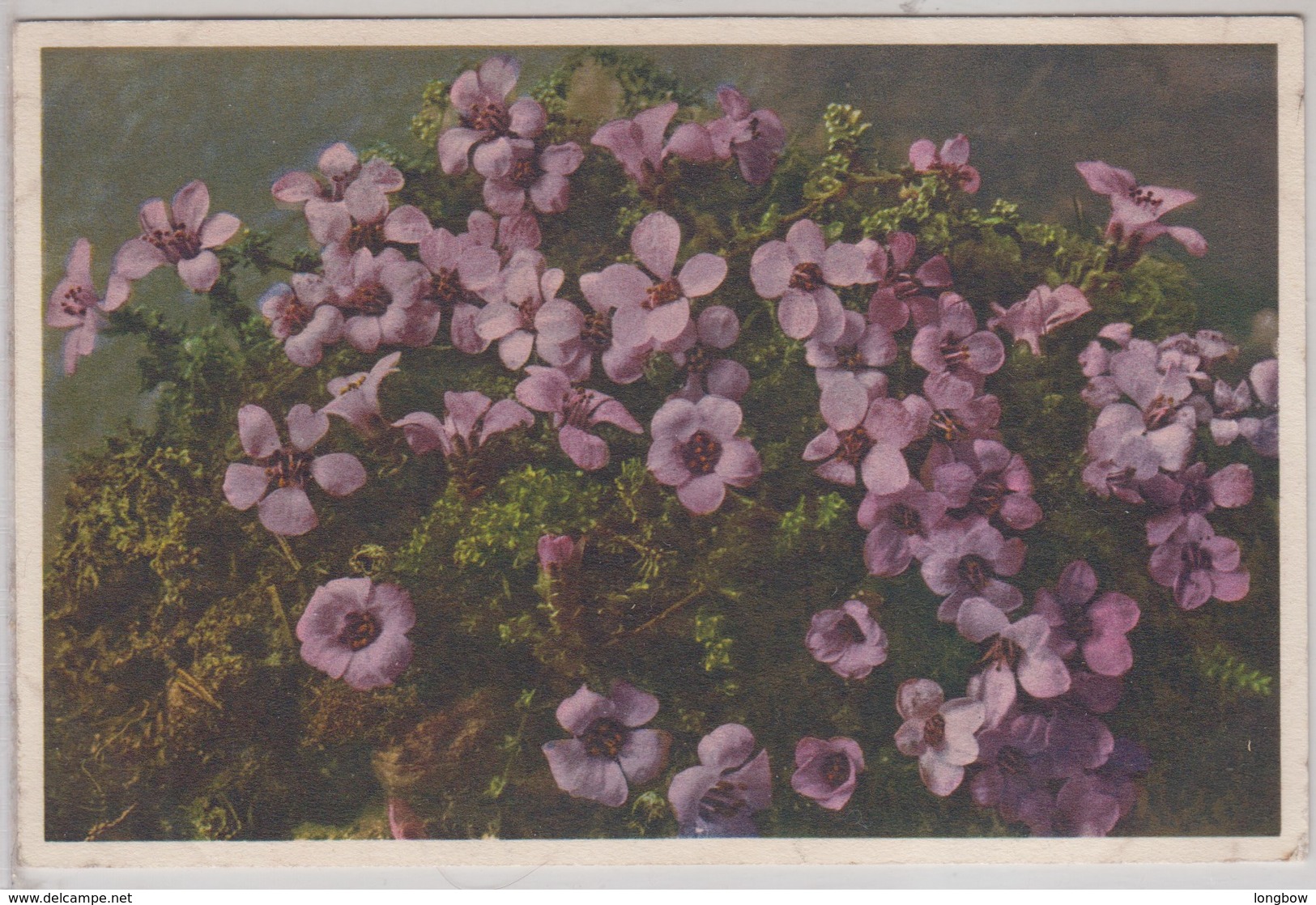 Saxifraga Oppositifolia - Thor E Gyger - Fiori