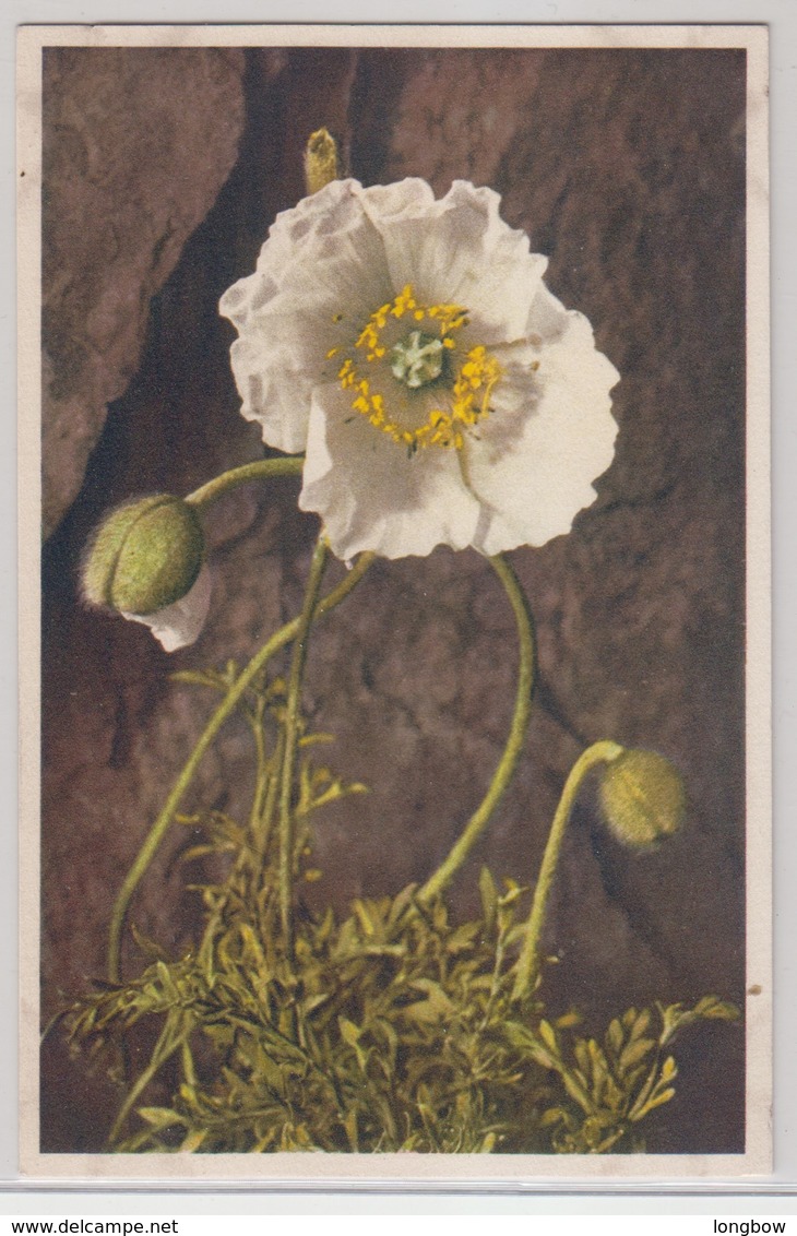 Papaver Alpinum - Thor E Gyger - Fiori