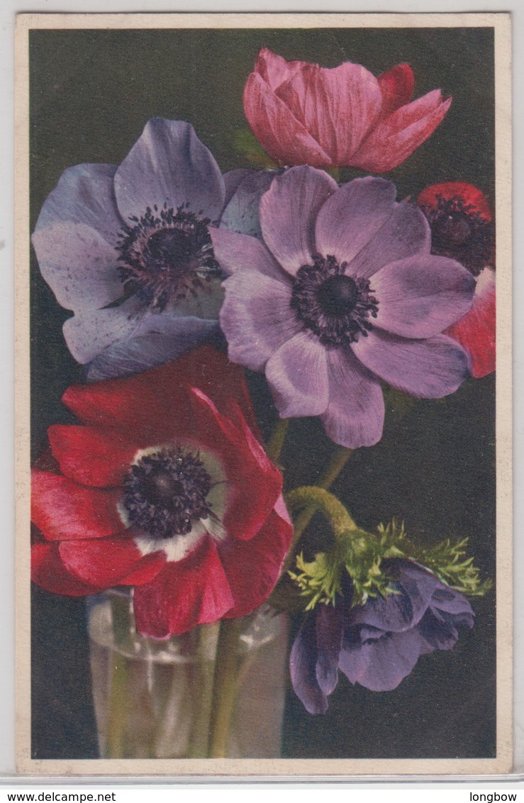 Anemone Coronaria - Thor E Gyger - Flowers