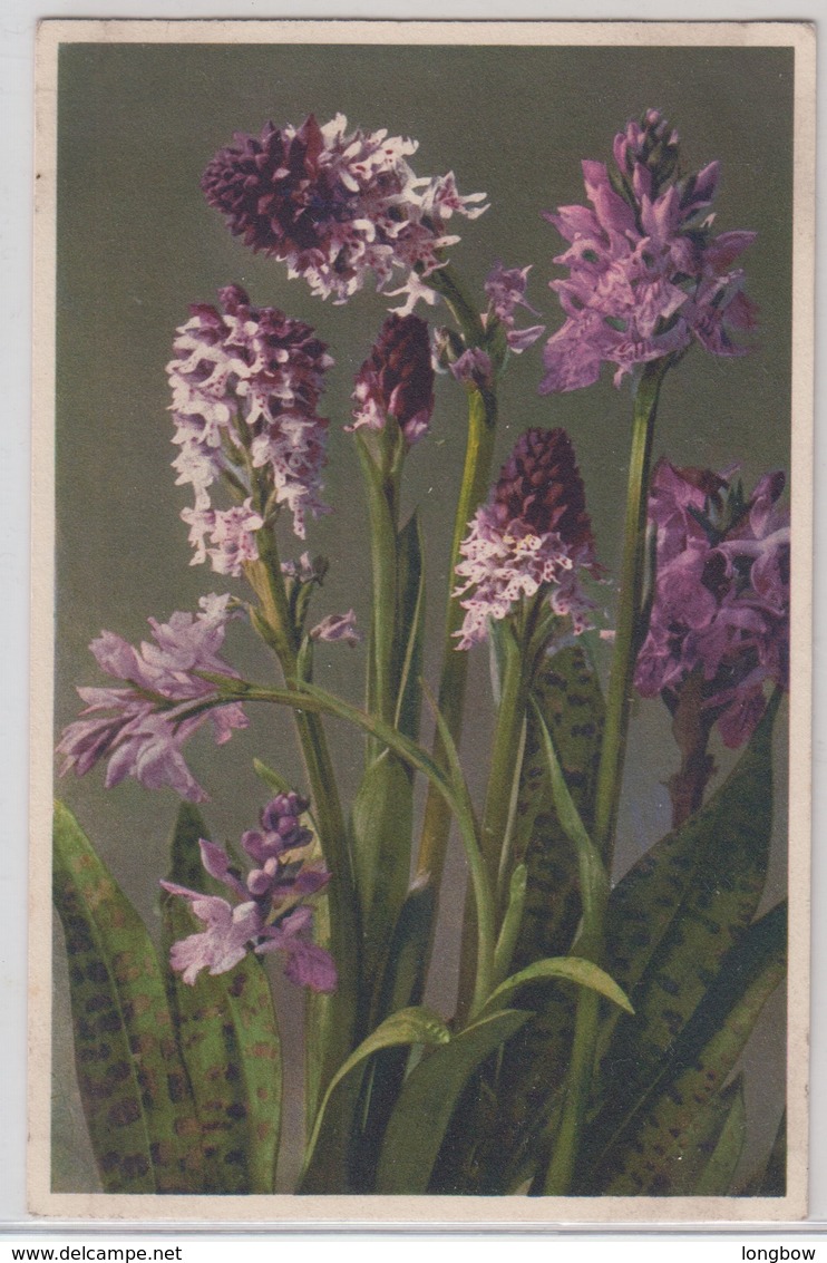 Orchis Ustulata - Thor E Gyger - Fiori