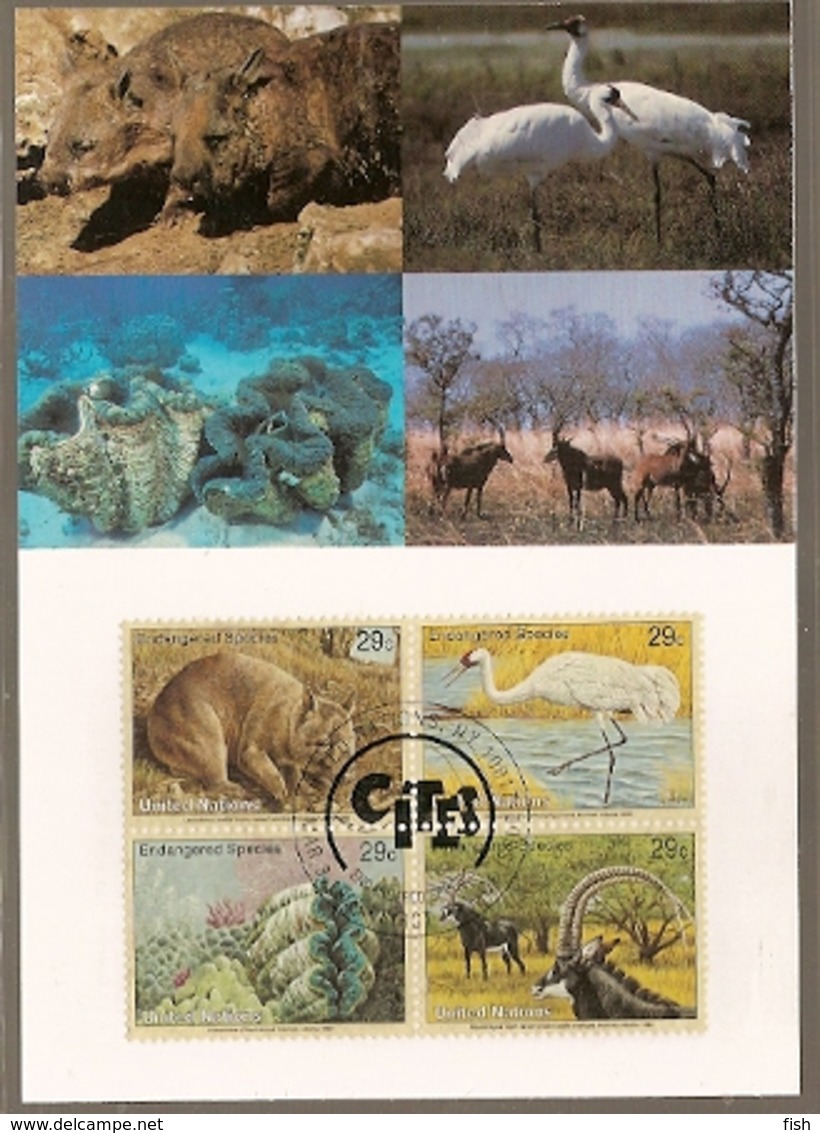 United Nations & Maxi, Vereinte Nationen, Endangered Species, UNO  New York  1993 (145) - Cartas & Documentos