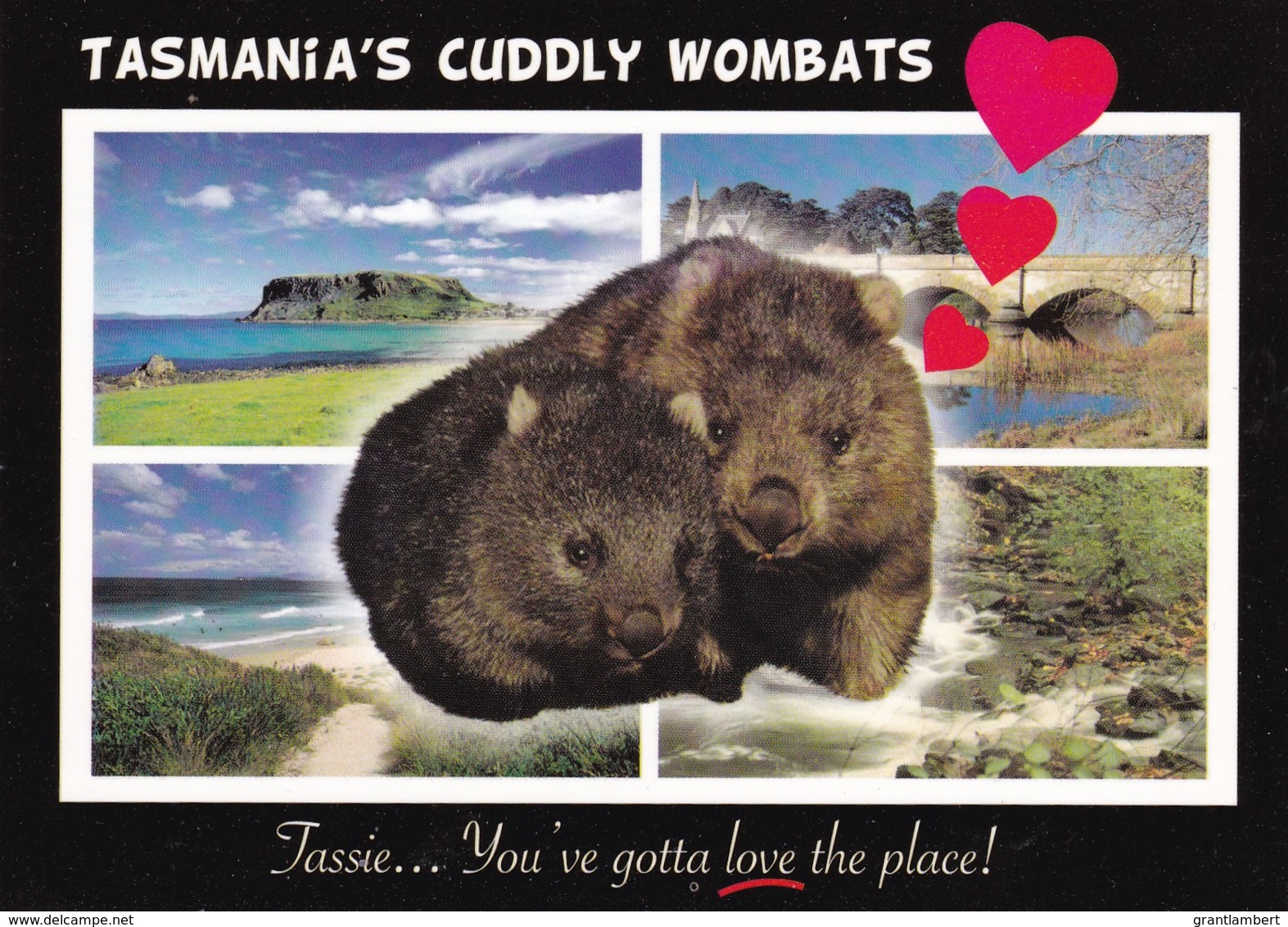 Cuddly Wombats, Multiview, Tasmania - Unused - Other & Unclassified