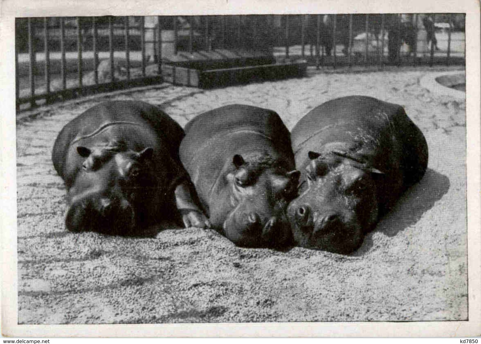 Dresdner Zoo - Nilpferde - Hippopotames