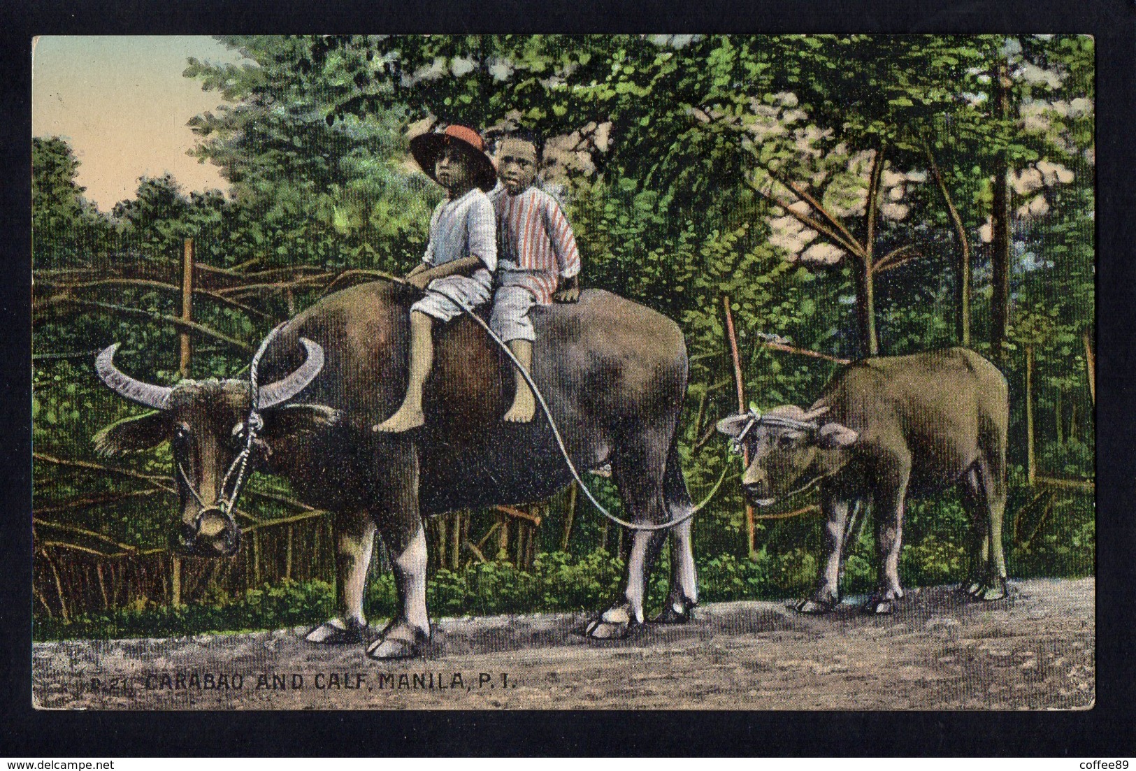 ASIE - PHILIPPINE - MANILA - Carabao And Calf - Attelage De Boeufs - Philippines