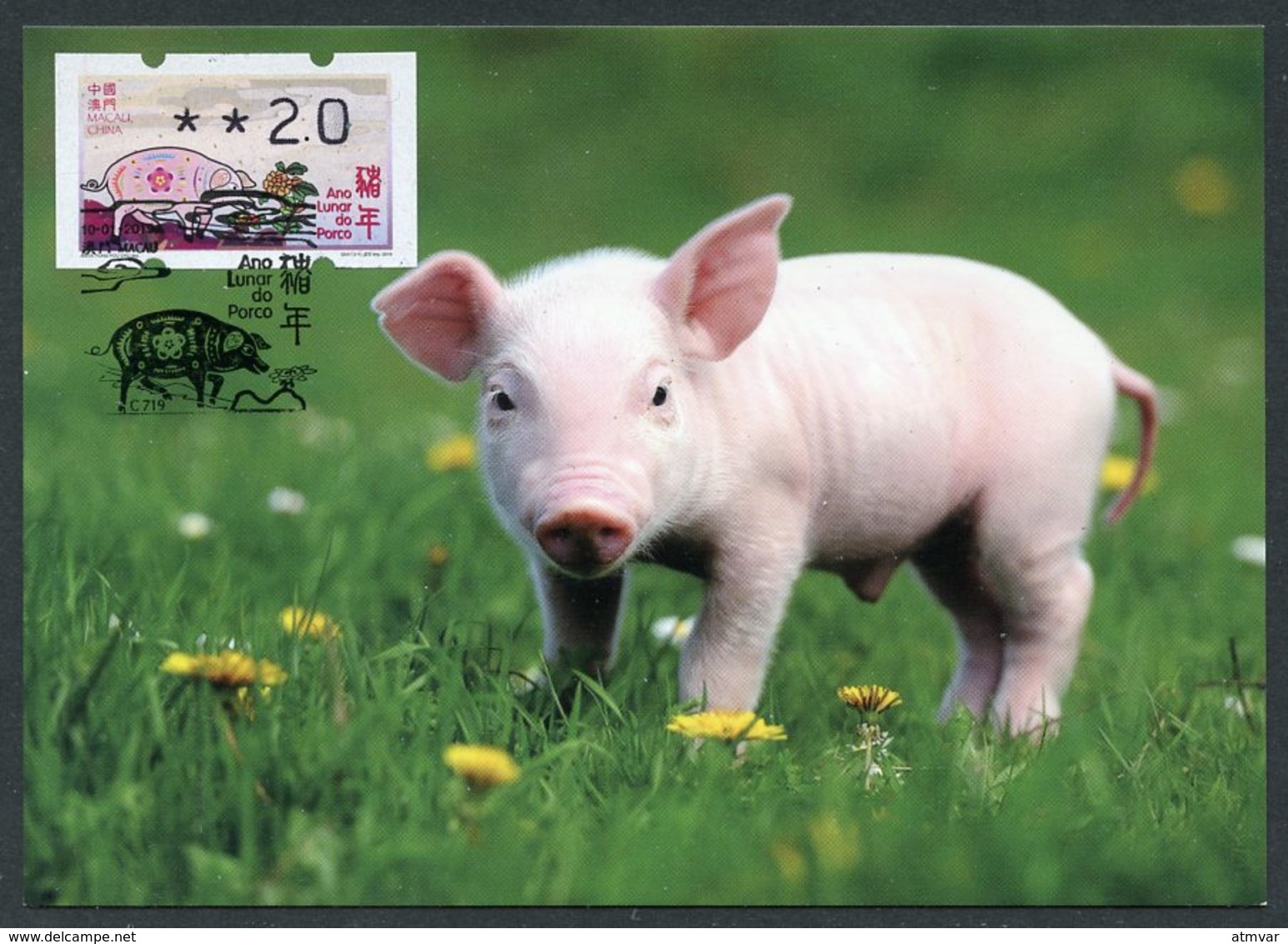 MACAU / MACAO (2019). ATM Klüssendorf - Ano Lunar Do Porco / Lunar Year Of The Pig / Année Du Cochon - Maximum Card - Distribuidores