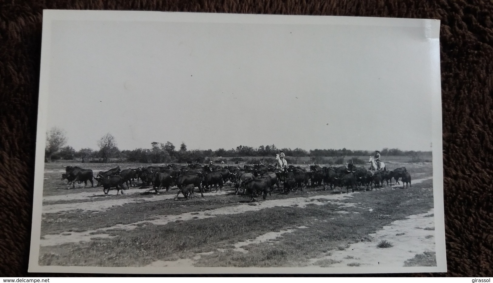 CPSM GARDIANS A CHEVAL TROUPEAU DE TAUREAUX CAMARGUE PHOTO GEORGE ARLES - Taureaux