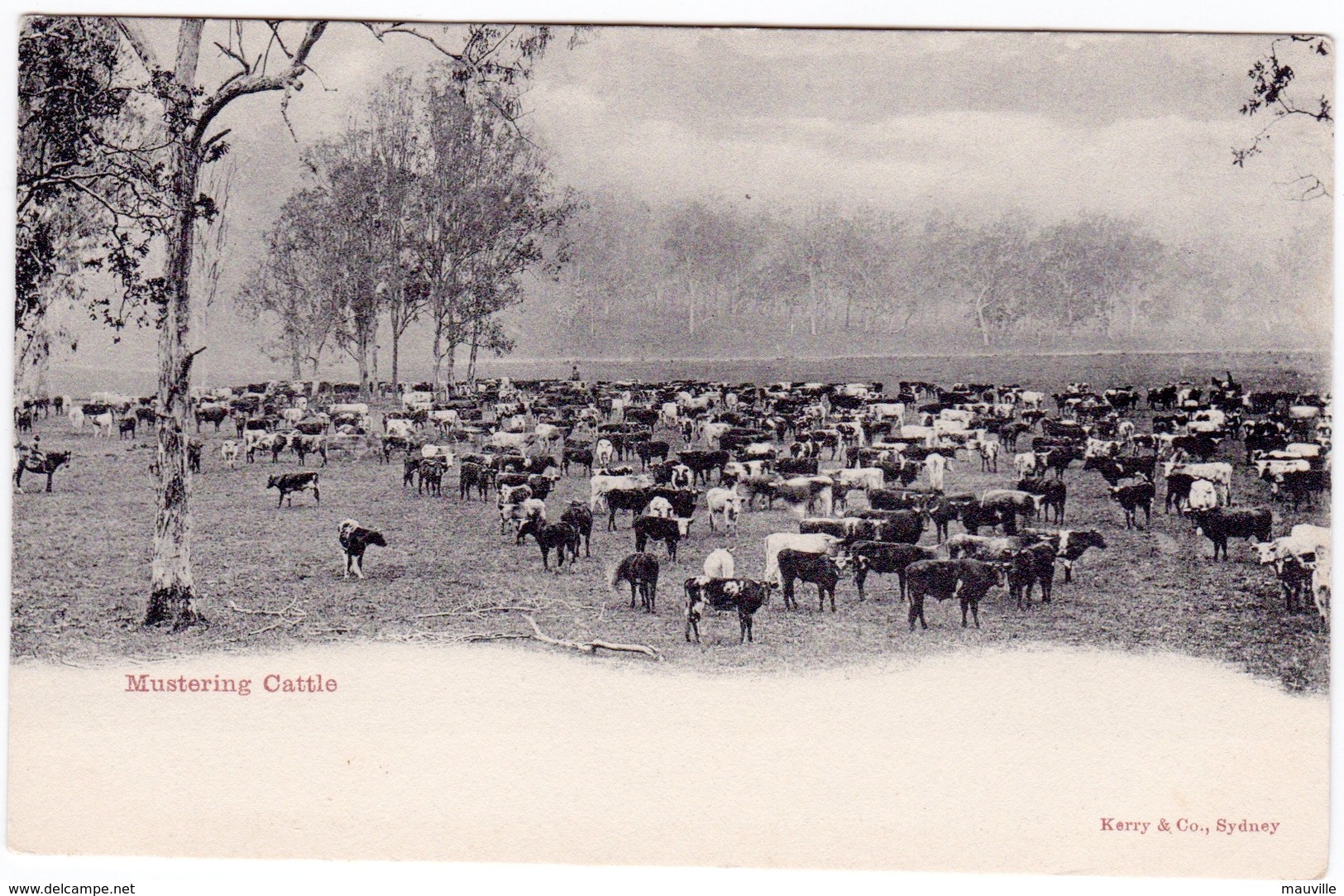 Australia. Mustering Cattle, NSW. Undivided Back - Autres & Non Classés