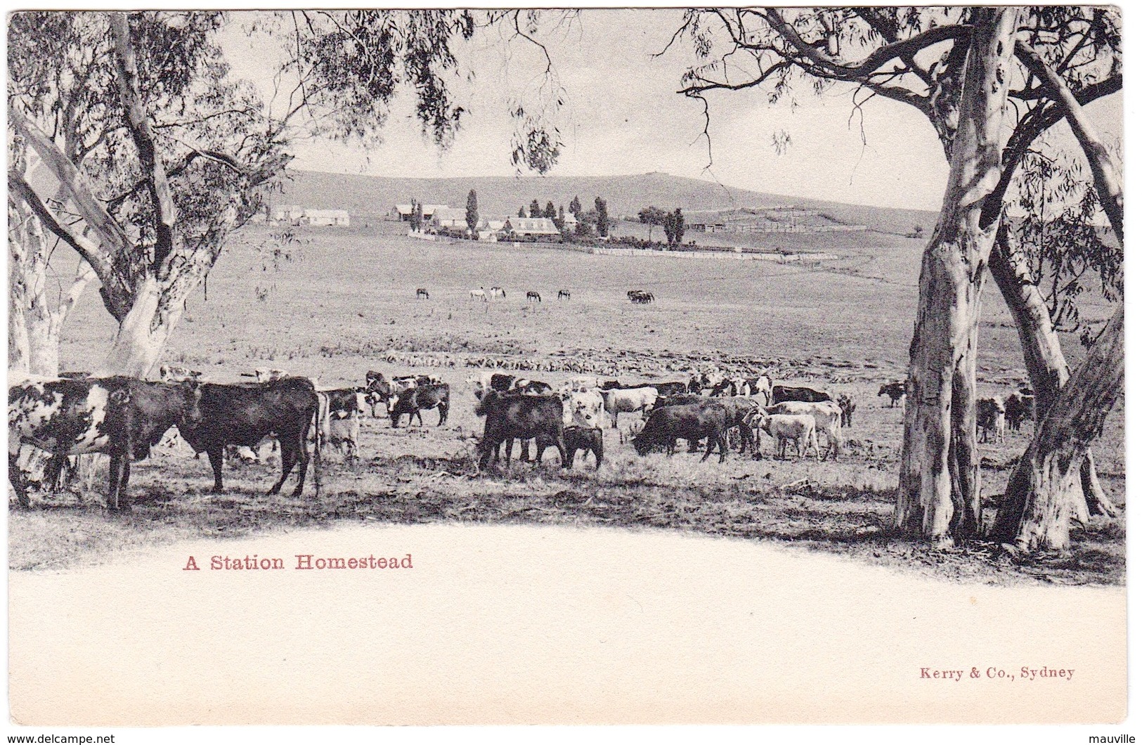 Australia. A Station Homestead, NSW. Undivided Back - Other & Unclassified