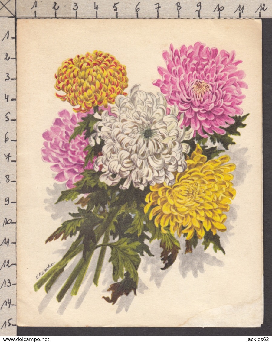 93511GF/ FLEURS, Illustrateur V. HANCKE, Carte Pop Up, Chrysantèmes - Flowers