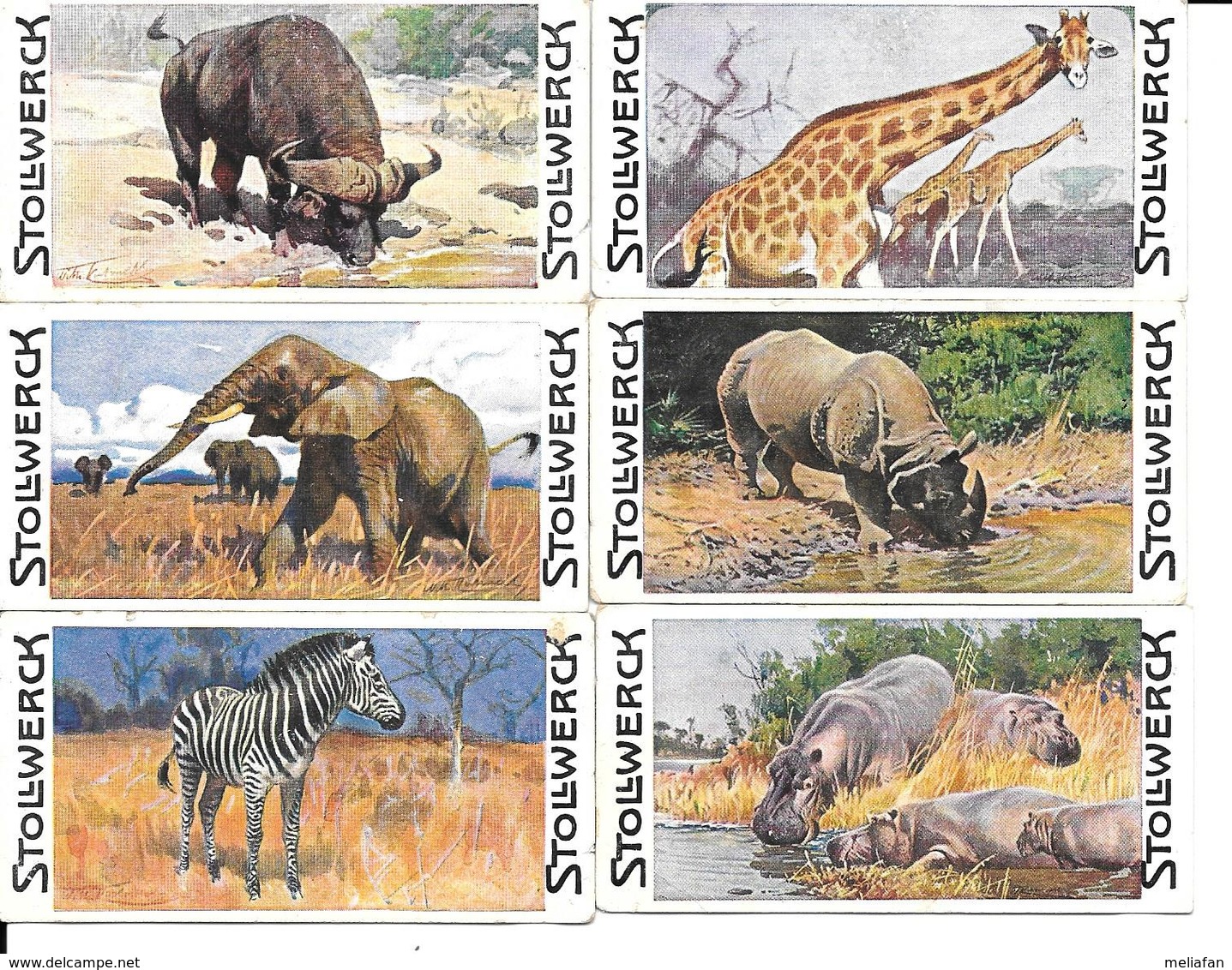 AZ04 - CHROMOS CHOCOLAT STOLLWERCK - ELEPHANT GIRAFE ZEBRE RHINOCEROS BUFFLE HIPPOPOTAME - Stollwerck