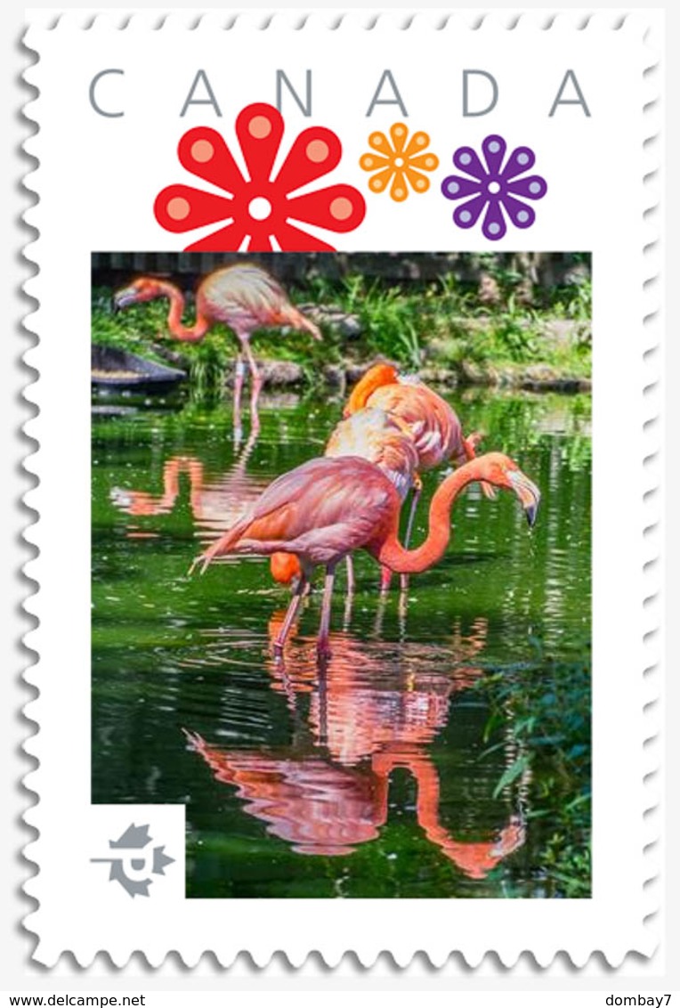 FLAMINGOS = EXOTIC BIRDS = Picture Postage MNH-VF Canada 2019 [p19-01s14] - Flamingo