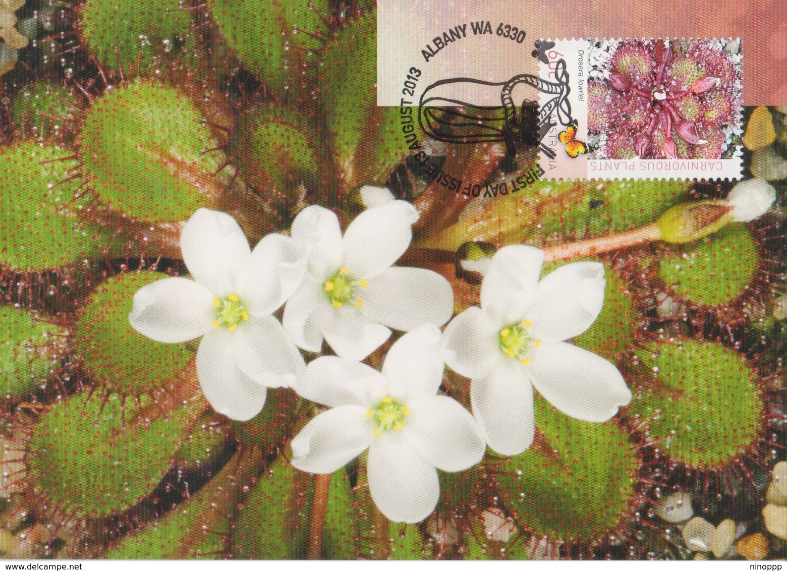 Australia 2013 Carnivorous Plant, Drasera Lowriei, Maximum Card - Cartes-Maximum (CM)