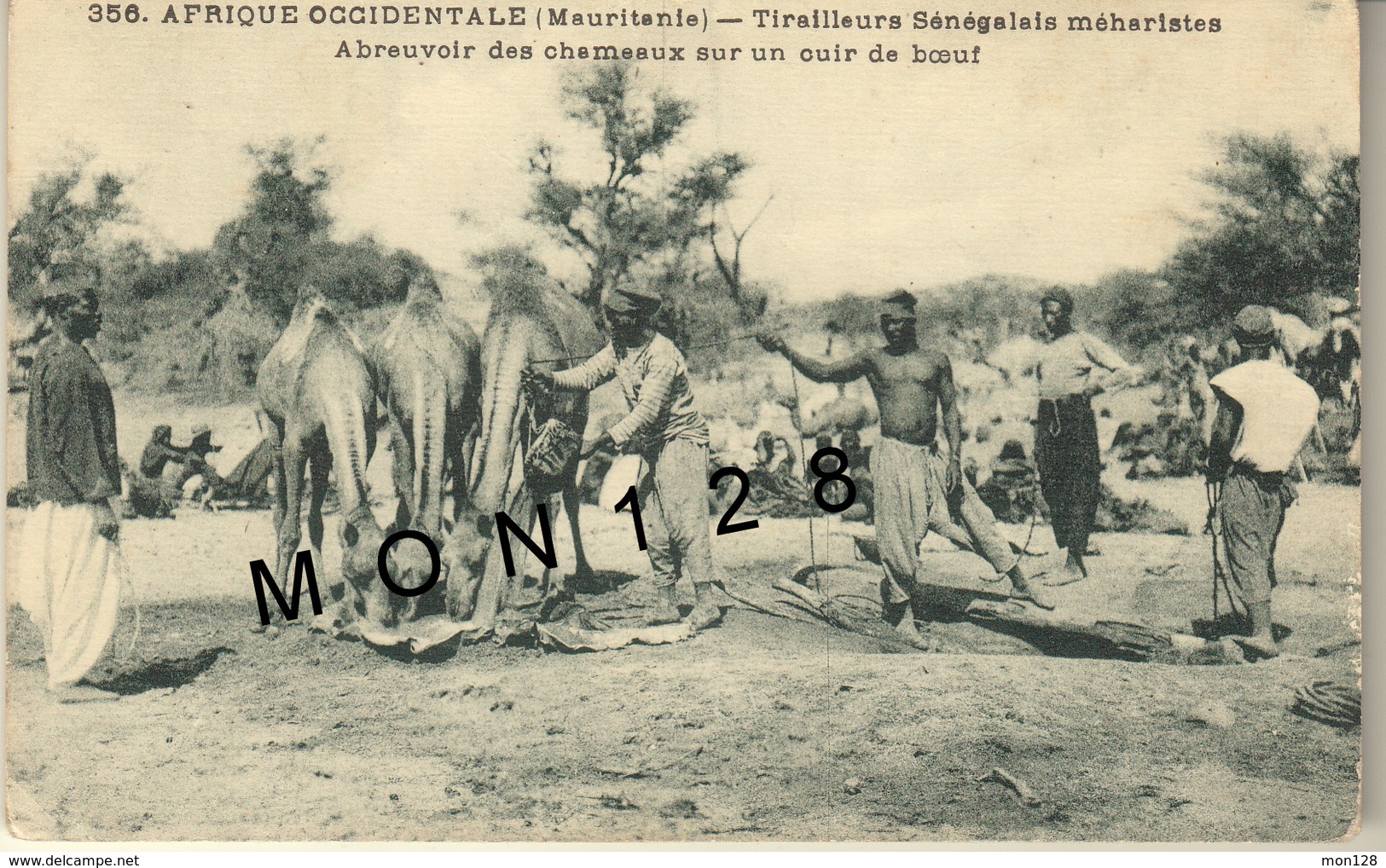 AFRIQUE - MAURITANIE - TIRAILLEURS SENEGALAIS MEHARISTES - ABREUVOIR DES CHAMEAUX SUR UN CUIR DE BOEUF - Mauritanie