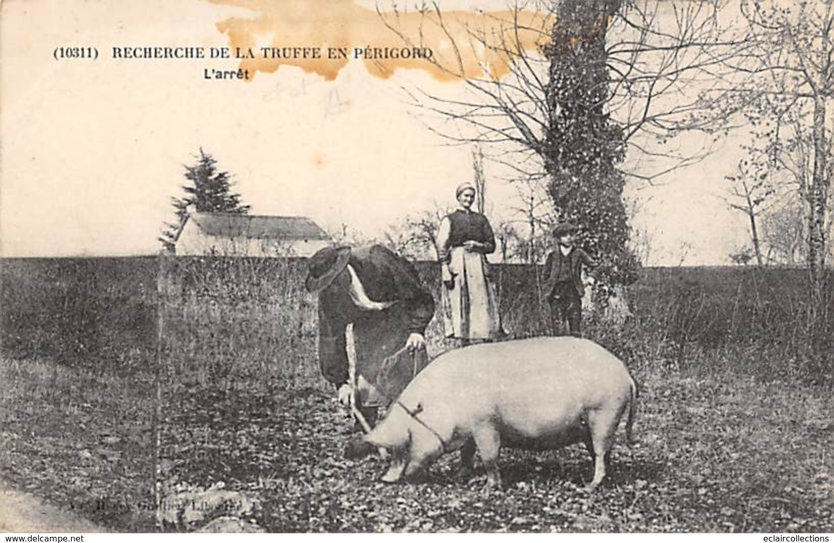 Périgord. Métiers Et Divers    24        Chercheur De Truffes Cochon.. L'arrêt         (Tache Voir Scan) - Autres & Non Classés