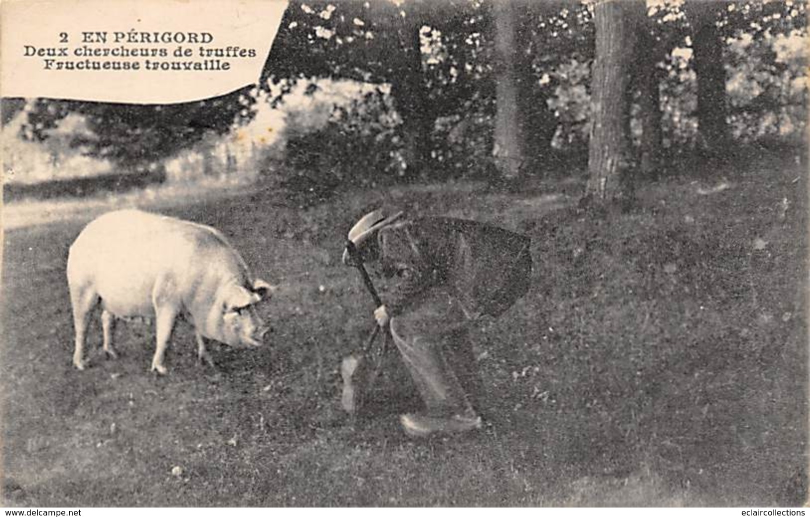 Périgord. Métiers Et Divers    24        Chercheur De Truffes Cochon..Fructueuse Trouvaille       (Tache Voir Scan) - Autres & Non Classés