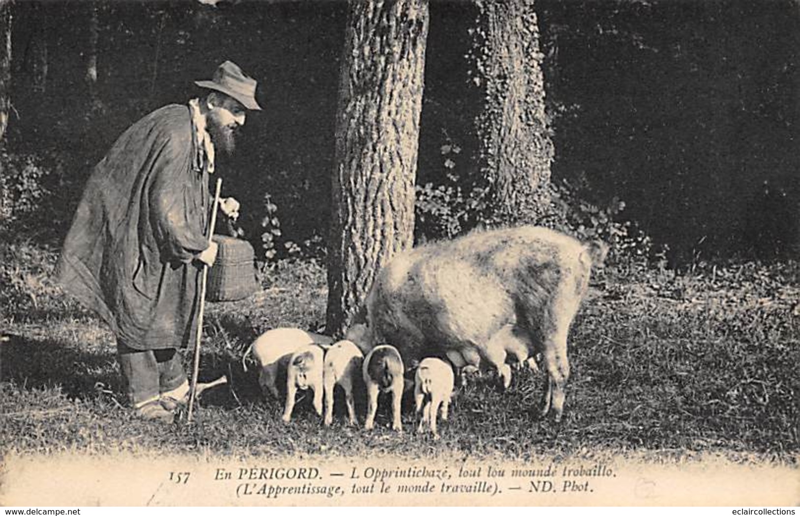 Périgord. Métiers Et Divers    24        Chercheur De Truffes Cochon..L'apprentissage       (voir Scan) - Other & Unclassified