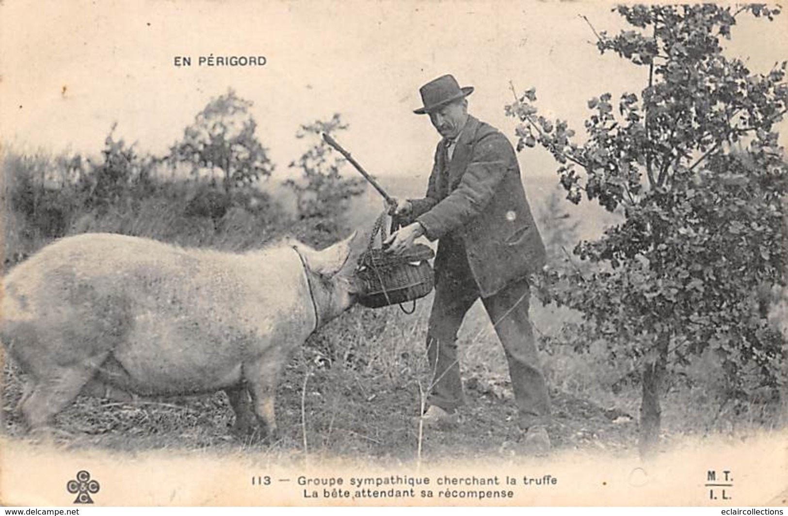 Périgord. Métiers Et Divers    24        Chercheur De Truffes Cochon..Bête Attendant Sa Récompense     (voir Scan) - Autres & Non Classés